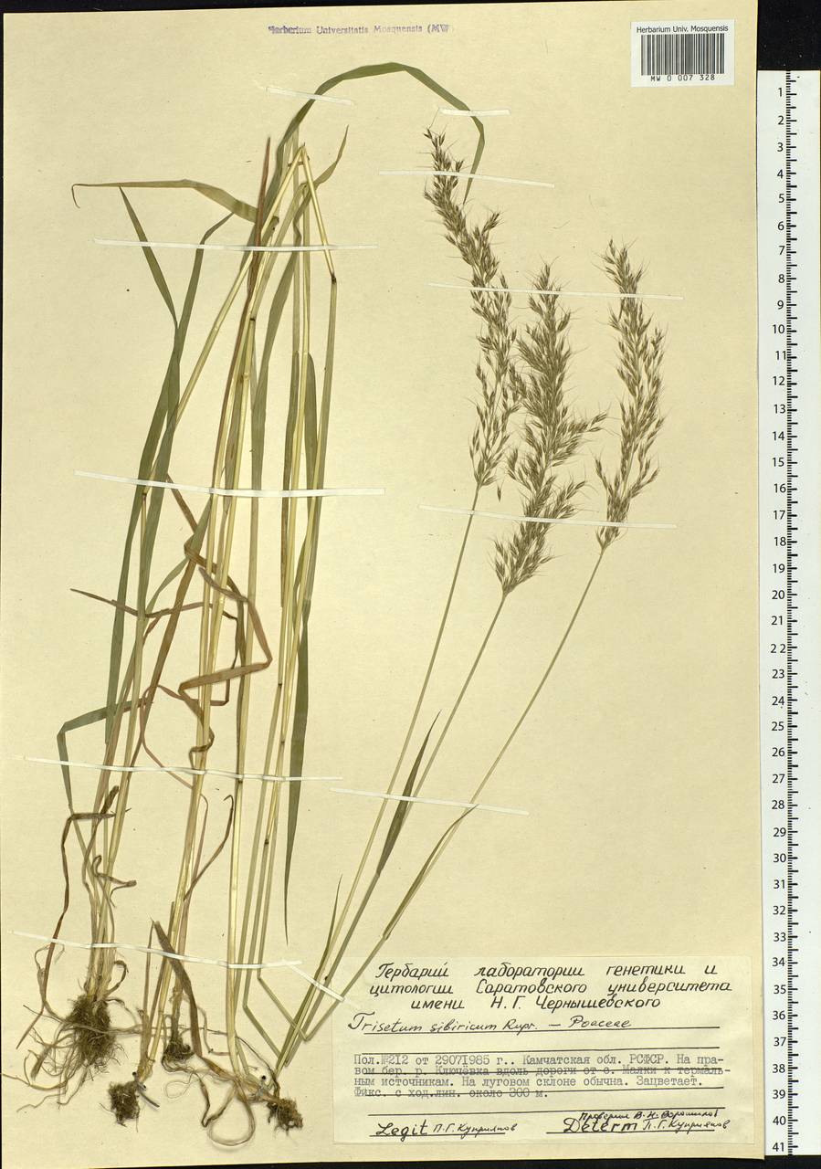 Sibirotrisetum sibiricum (Rupr.) Barberá, Siberia, Chukotka & Kamchatka (S7) (Russia)