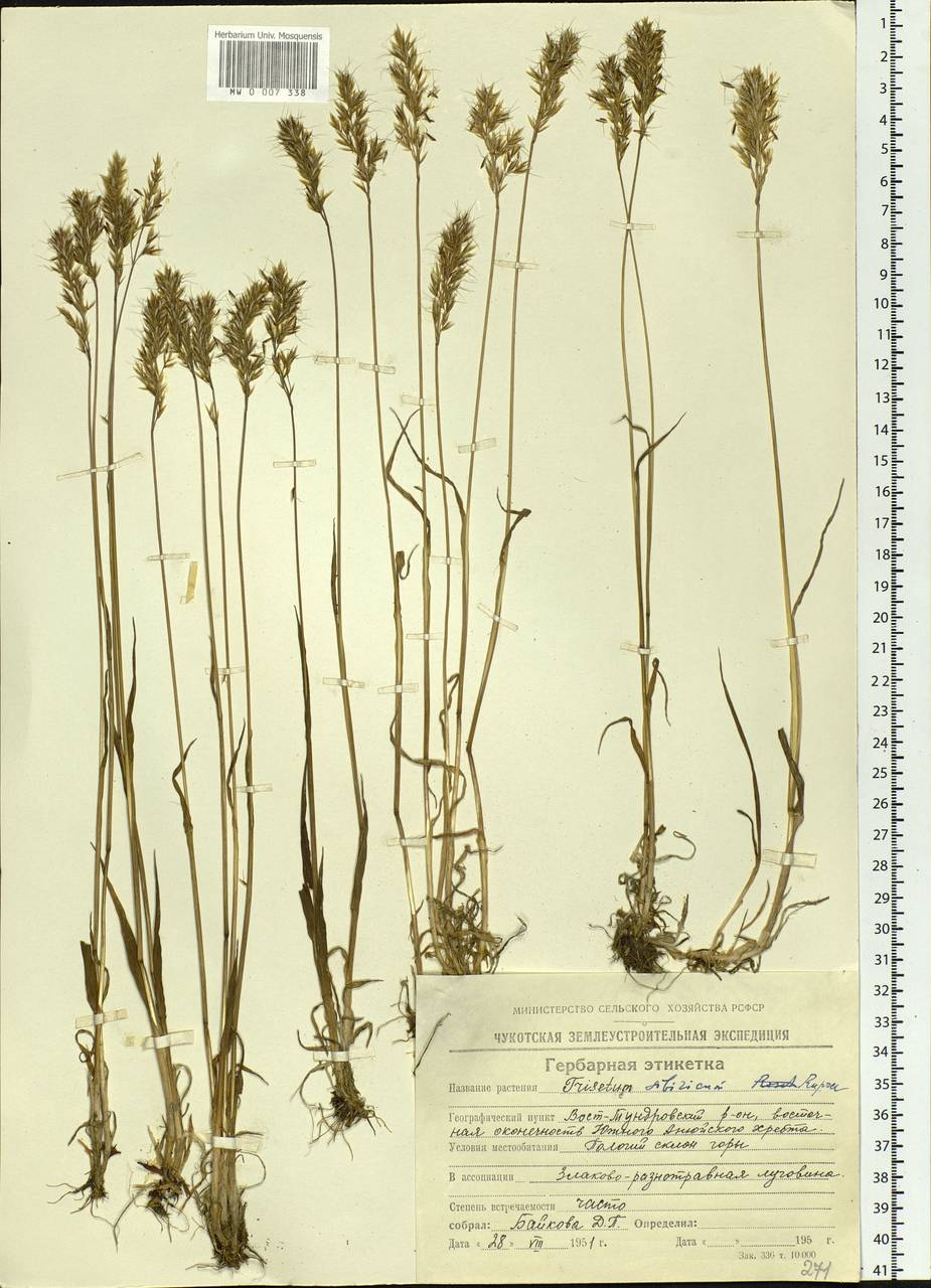 Sibirotrisetum sibiricum (Rupr.) Barberá, Siberia, Chukotka & Kamchatka (S7) (Russia)