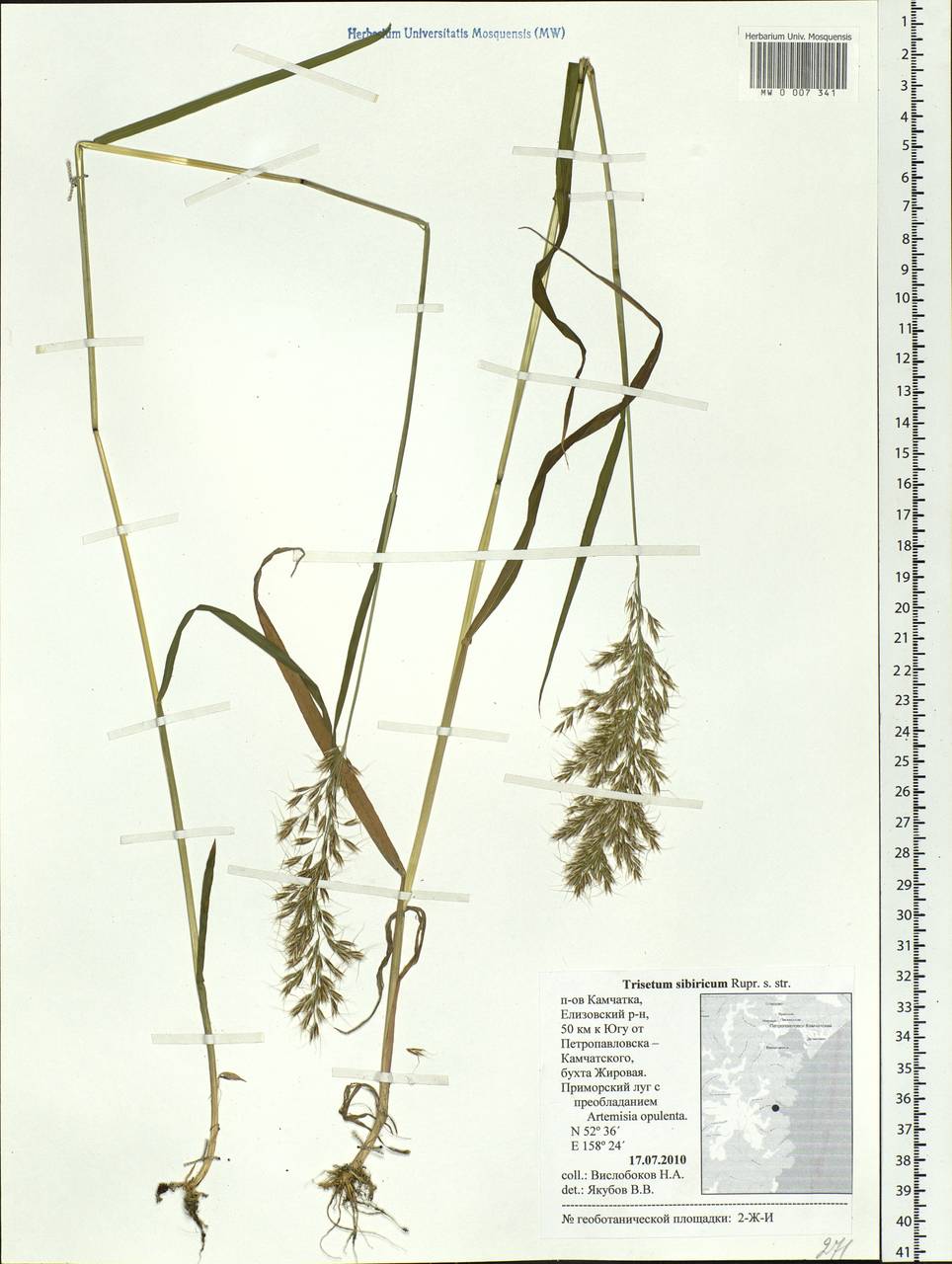 Sibirotrisetum sibiricum (Rupr.) Barberá, Siberia, Chukotka & Kamchatka (S7) (Russia)