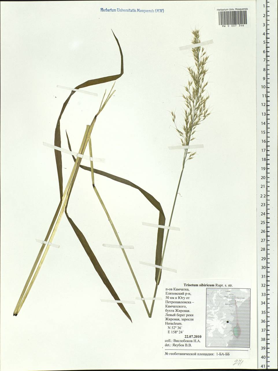Sibirotrisetum sibiricum (Rupr.) Barberá, Siberia, Chukotka & Kamchatka (S7) (Russia)