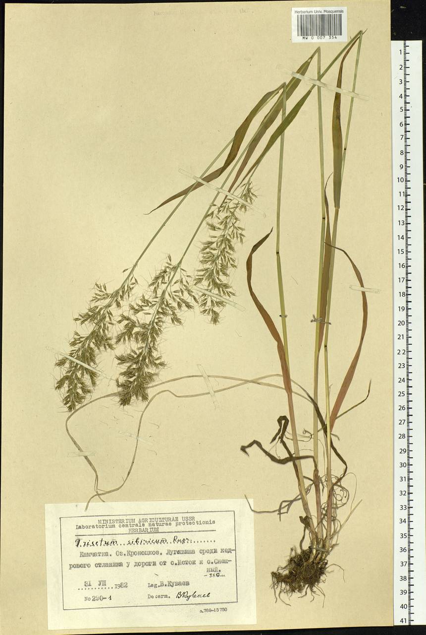 Sibirotrisetum sibiricum (Rupr.) Barberá, Siberia, Chukotka & Kamchatka (S7) (Russia)