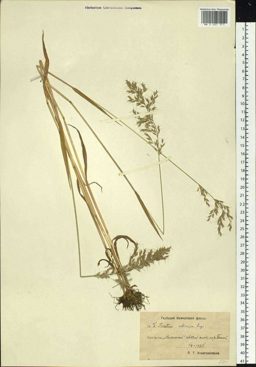 Sibirotrisetum sibiricum (Rupr.) Barberá, Siberia, Chukotka & Kamchatka (S7) (Russia)