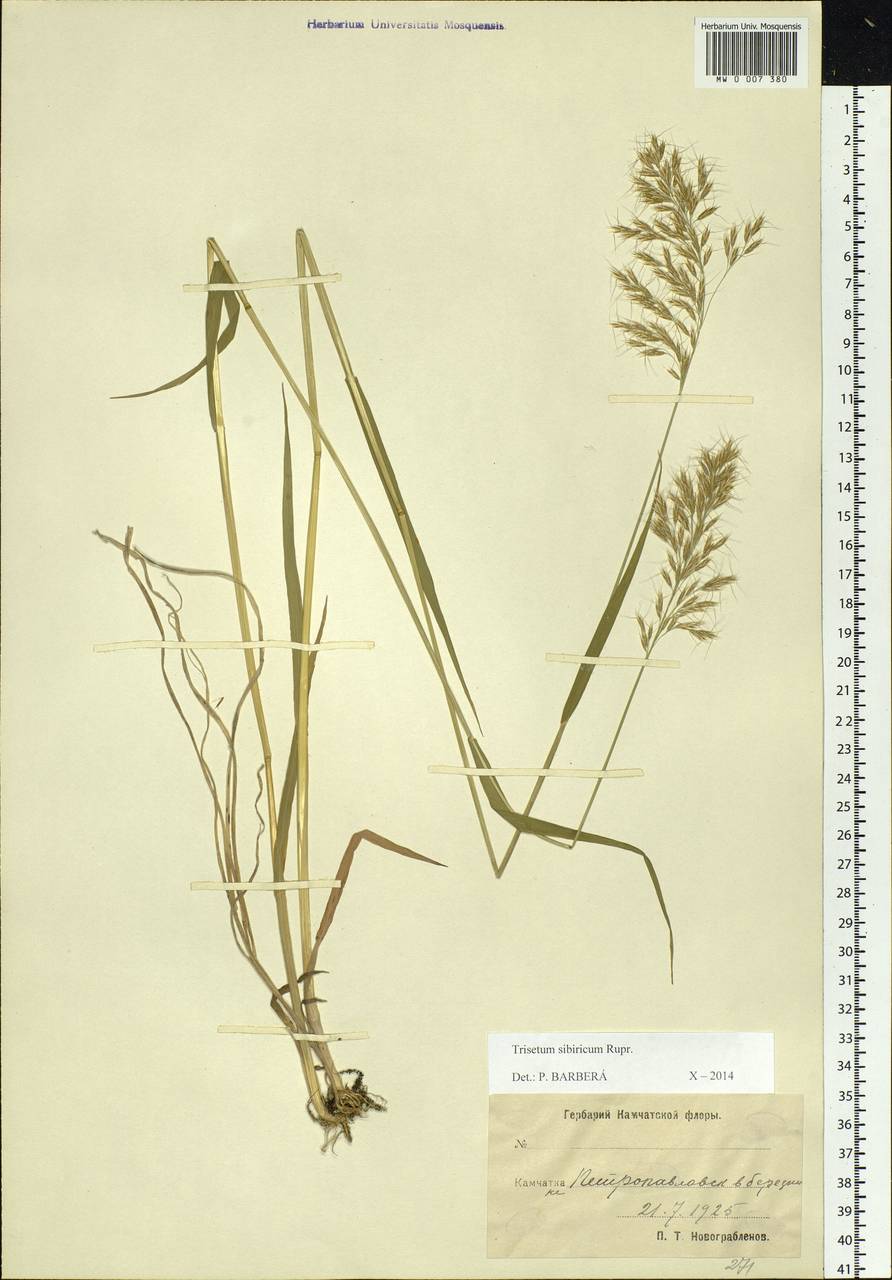 Sibirotrisetum sibiricum (Rupr.) Barberá, Siberia, Chukotka & Kamchatka (S7) (Russia)