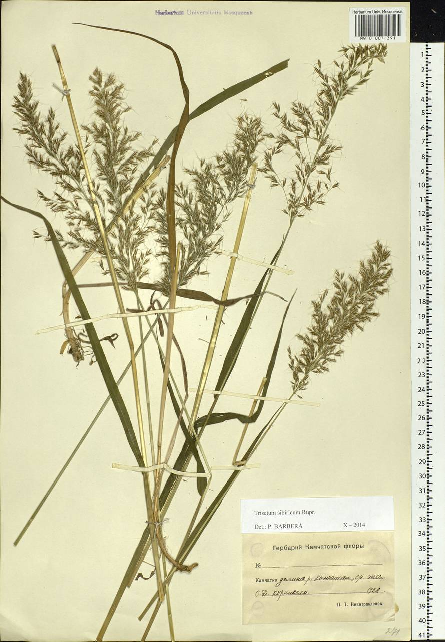 Sibirotrisetum sibiricum (Rupr.) Barberá, Siberia, Chukotka & Kamchatka (S7) (Russia)