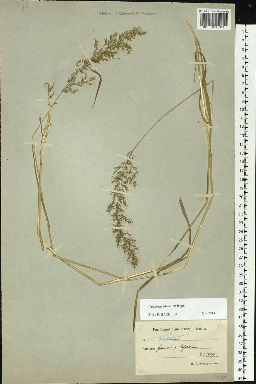 Sibirotrisetum sibiricum (Rupr.) Barberá, Siberia, Chukotka & Kamchatka (S7) (Russia)