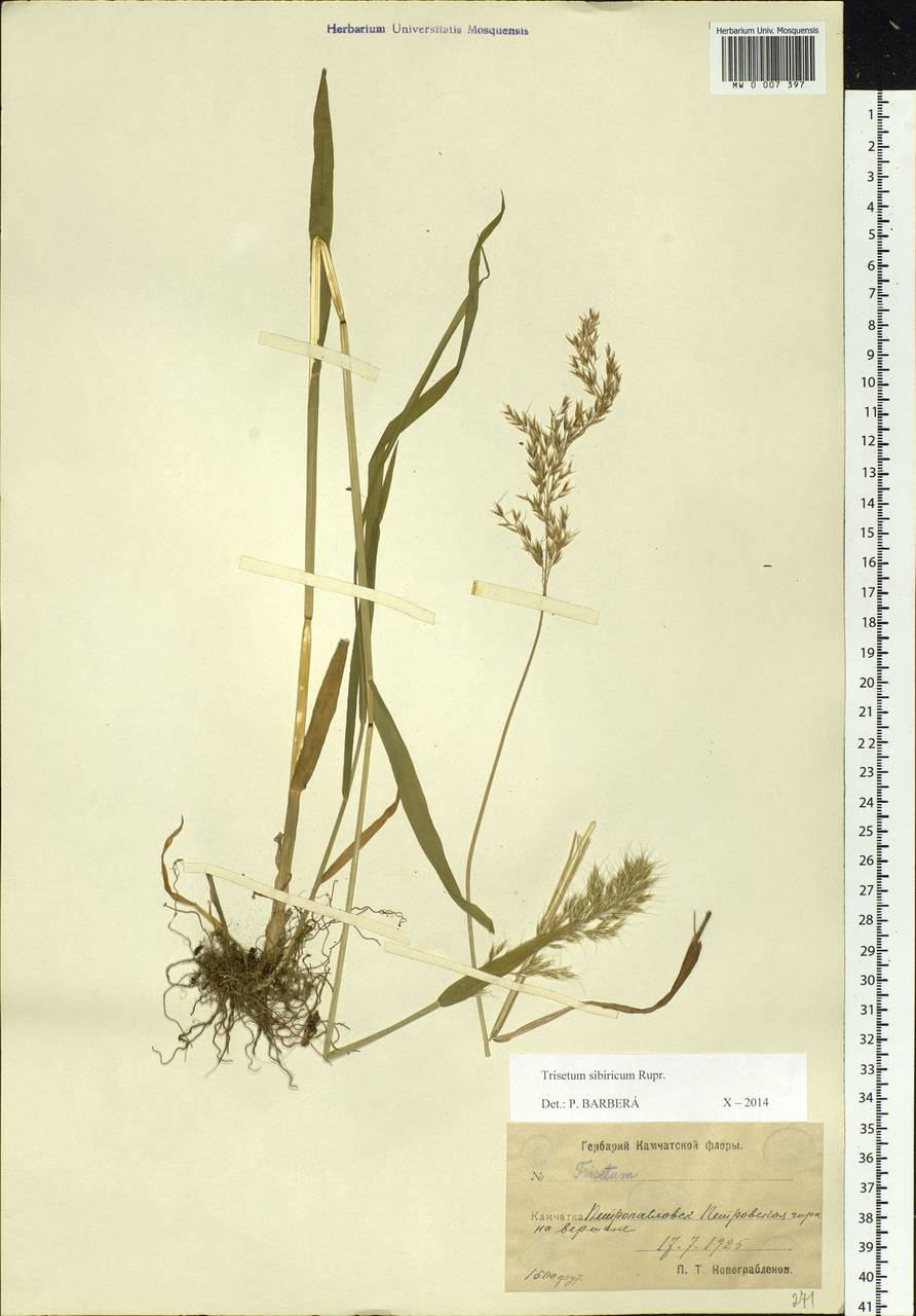 Sibirotrisetum sibiricum (Rupr.) Barberá, Siberia, Chukotka & Kamchatka (S7) (Russia)