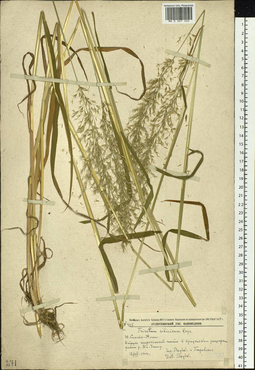 Sibirotrisetum sibiricum (Rupr.) Barberá, Siberia, Russian Far East (S6) (Russia)