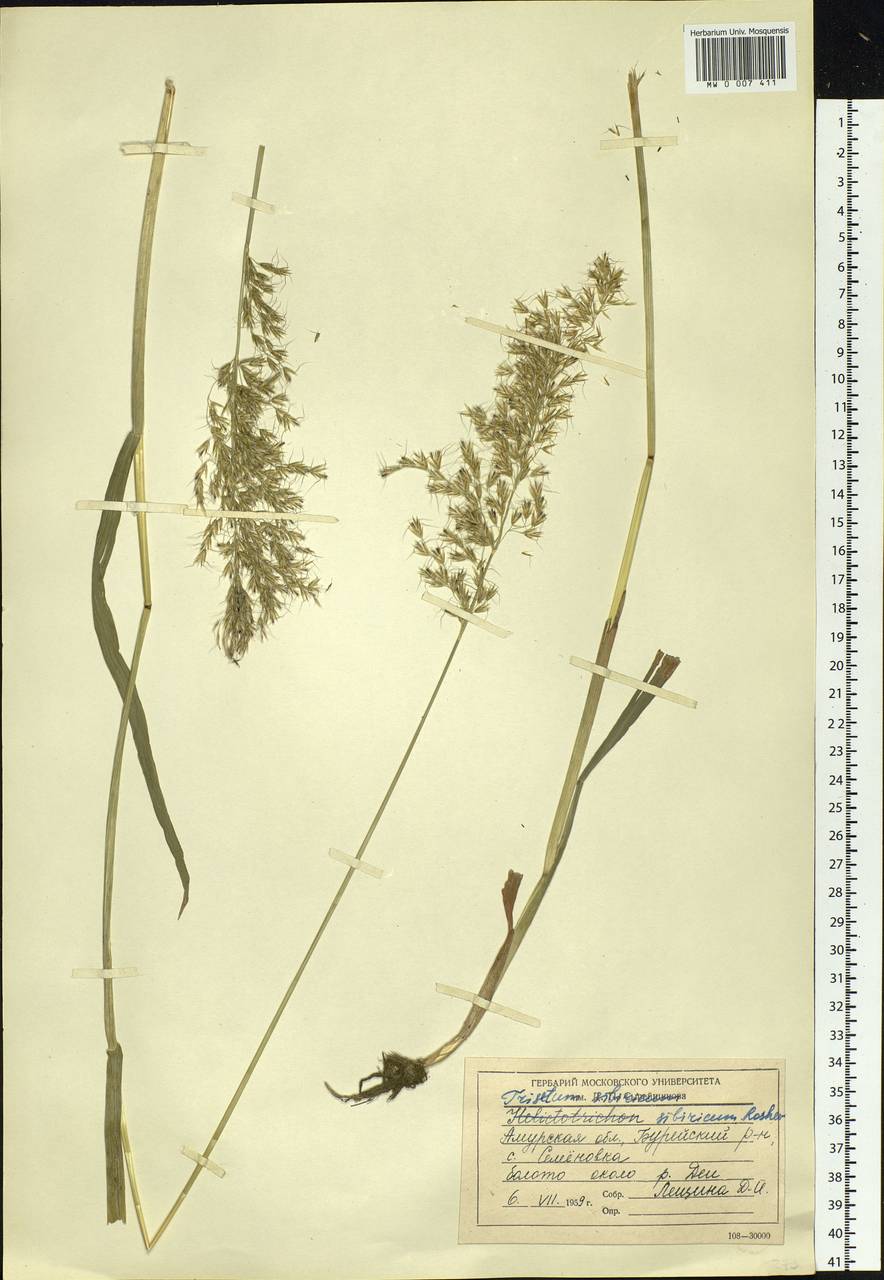 Sibirotrisetum sibiricum (Rupr.) Barberá, Siberia, Russian Far East (S6) (Russia)