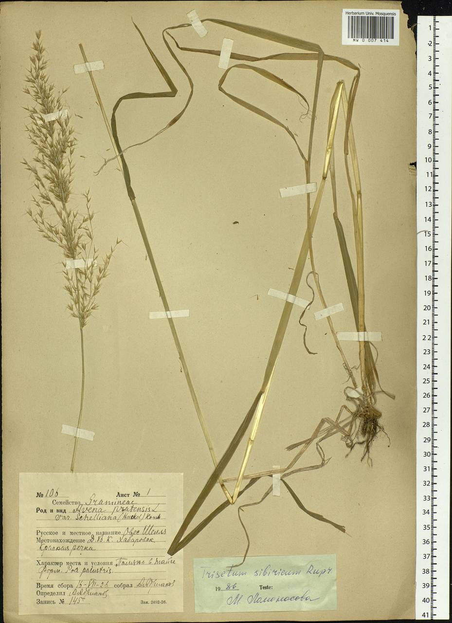 Sibirotrisetum sibiricum (Rupr.) Barberá, Siberia, Russian Far East (S6) (Russia)