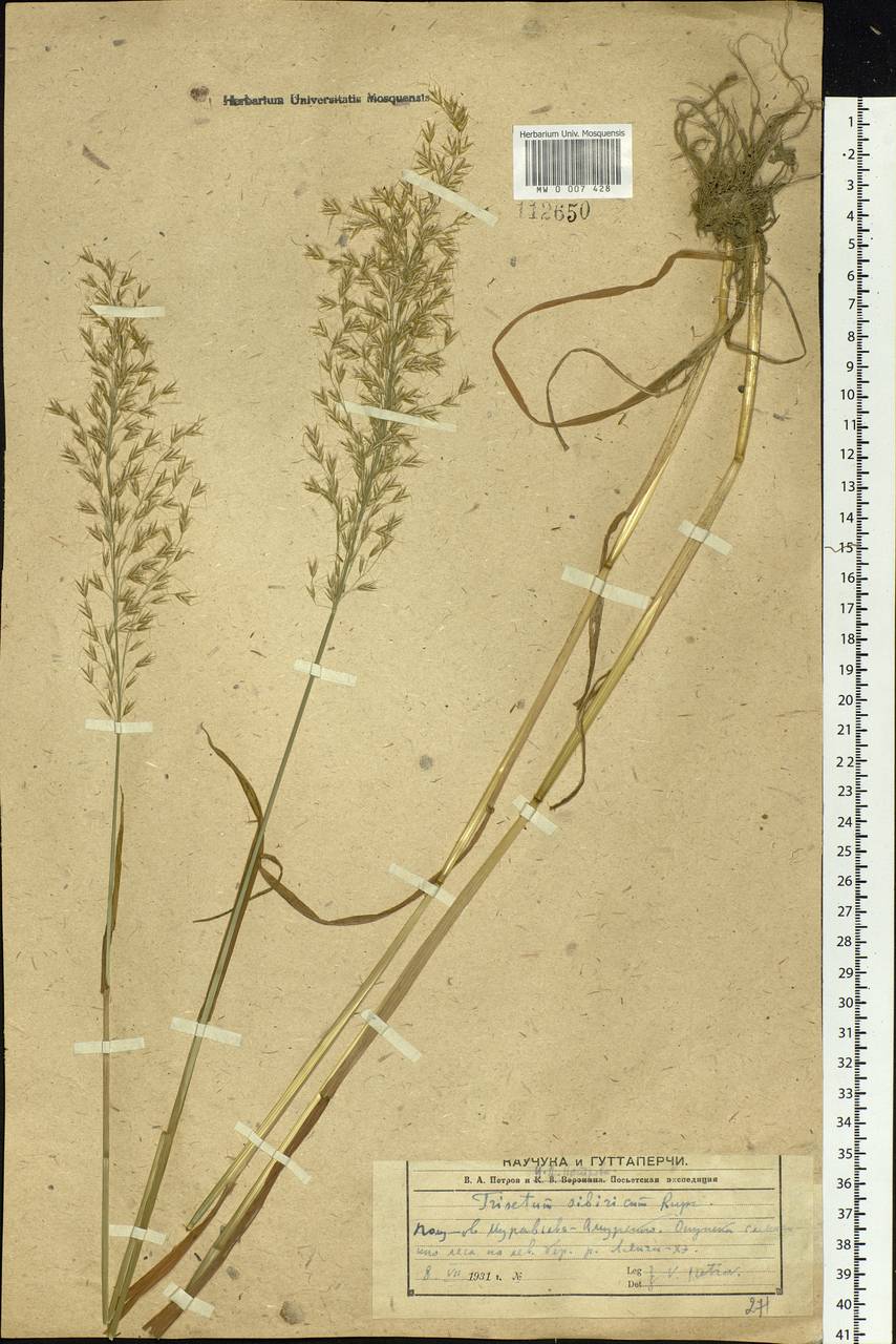 Sibirotrisetum sibiricum (Rupr.) Barberá, Siberia, Russian Far East (S6) (Russia)