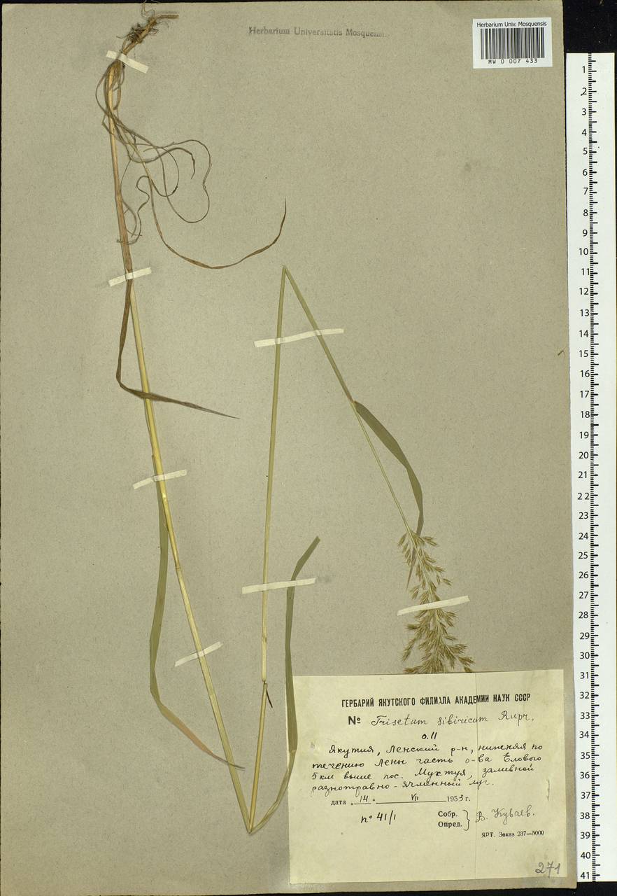 Sibirotrisetum sibiricum (Rupr.) Barberá, Siberia, Yakutia (S5) (Russia)