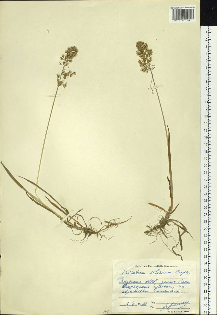 Sibirotrisetum sibiricum (Rupr.) Barberá, Siberia, Yakutia (S5) (Russia)