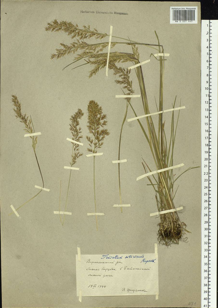 Sibirotrisetum sibiricum (Rupr.) Barberá, Siberia, Yakutia (S5) (Russia)