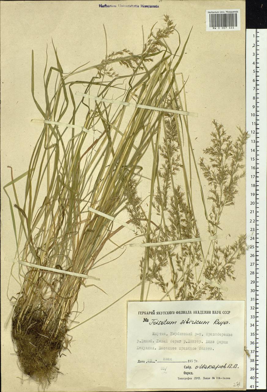 Sibirotrisetum sibiricum (Rupr.) Barberá, Siberia, Yakutia (S5) (Russia)