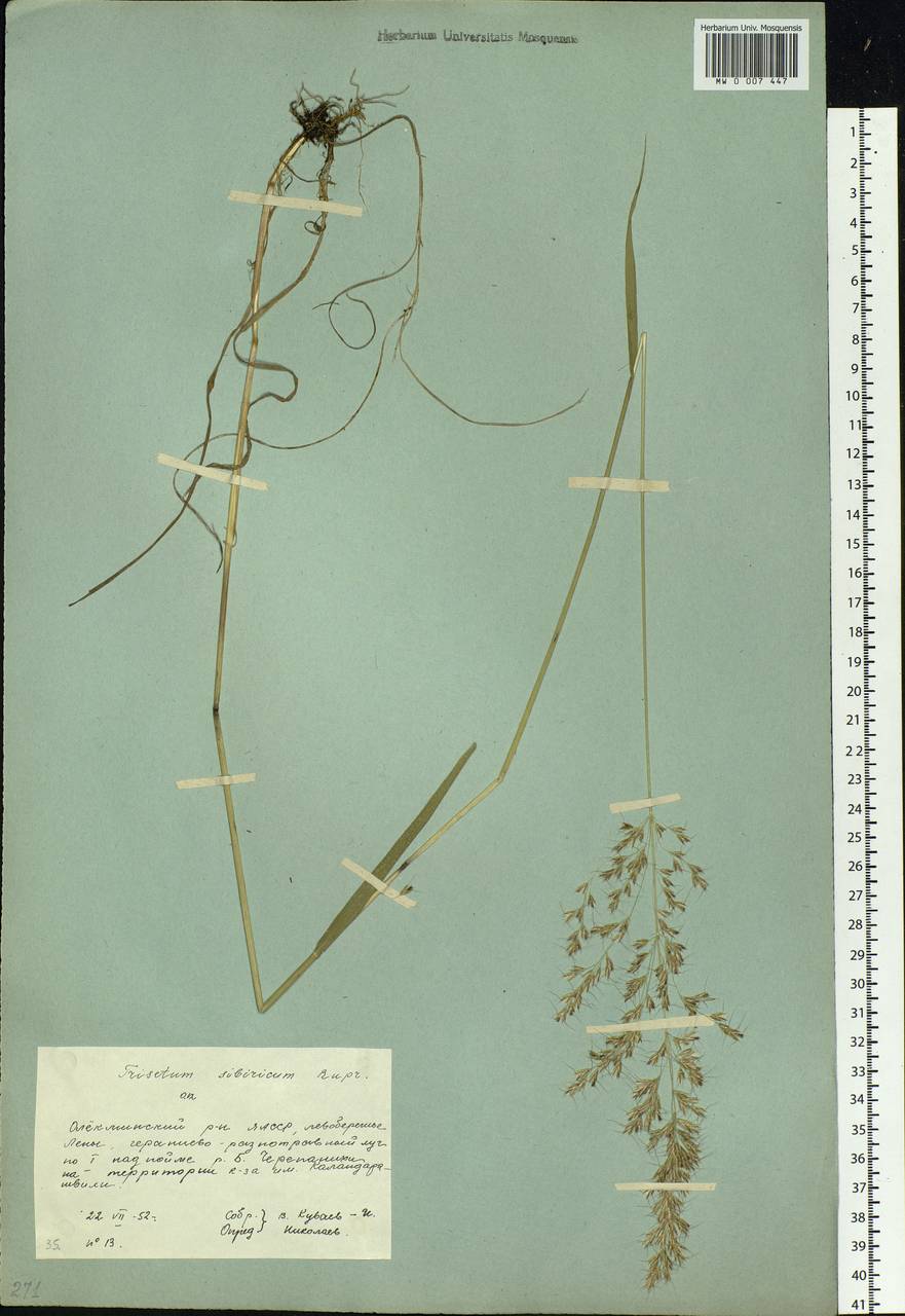 Sibirotrisetum sibiricum (Rupr.) Barberá, Siberia, Yakutia (S5) (Russia)