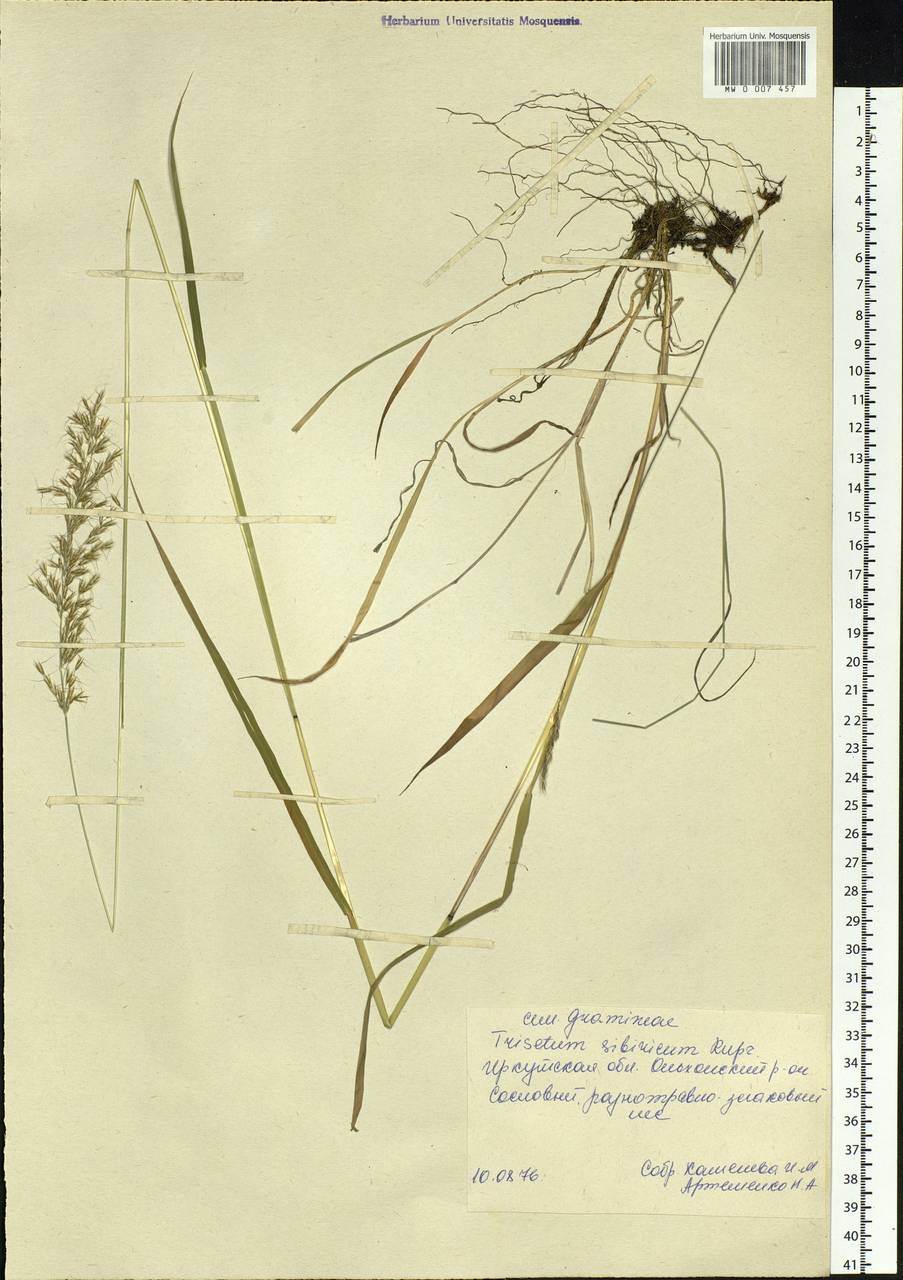 Sibirotrisetum sibiricum (Rupr.) Barberá, Siberia, Baikal & Transbaikal region (S4) (Russia)