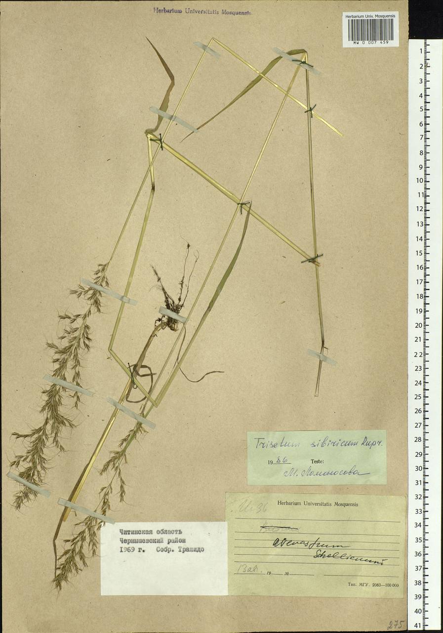 Sibirotrisetum sibiricum (Rupr.) Barberá, Siberia, Baikal & Transbaikal region (S4) (Russia)