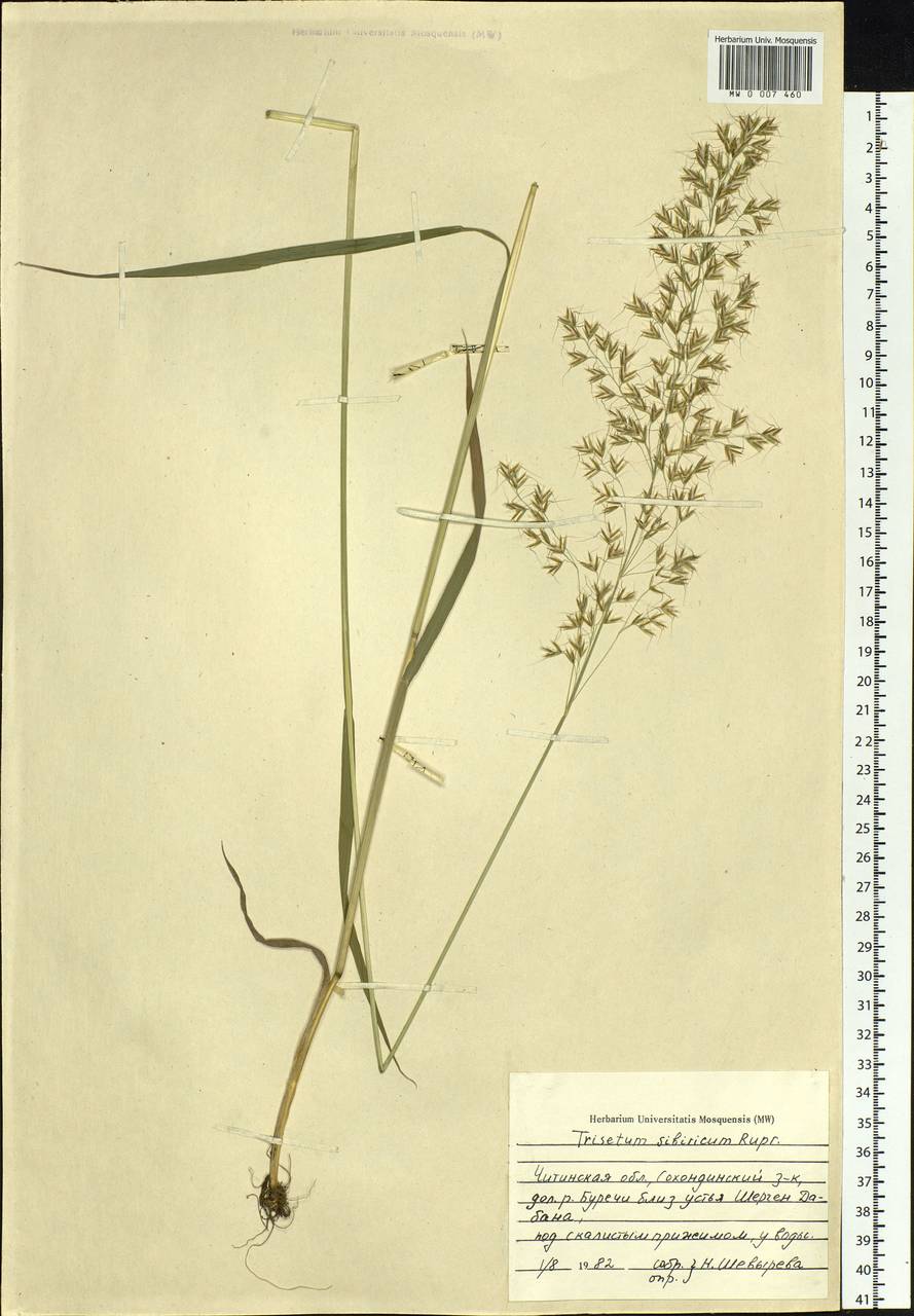 Sibirotrisetum sibiricum (Rupr.) Barberá, Siberia, Baikal & Transbaikal region (S4) (Russia)