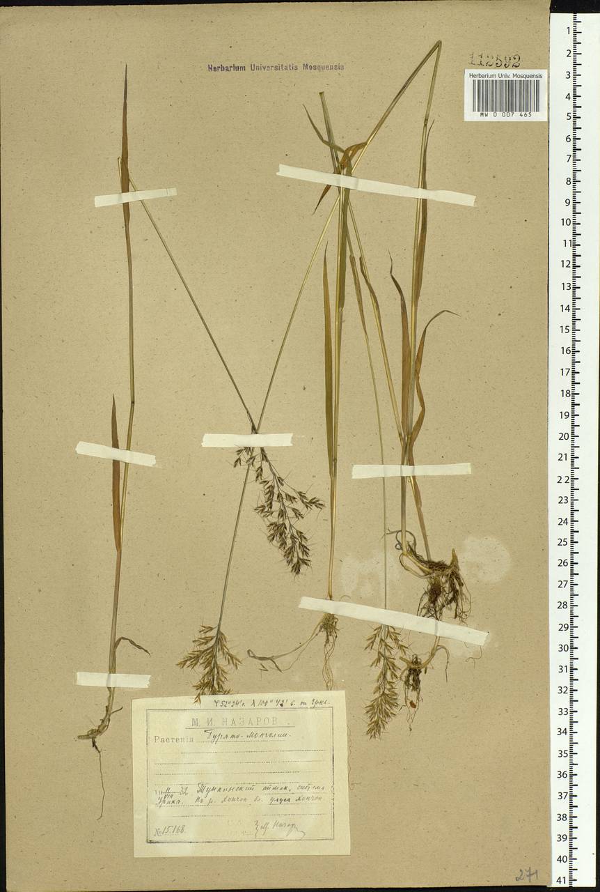 Sibirotrisetum sibiricum (Rupr.) Barberá, Siberia, Baikal & Transbaikal region (S4) (Russia)