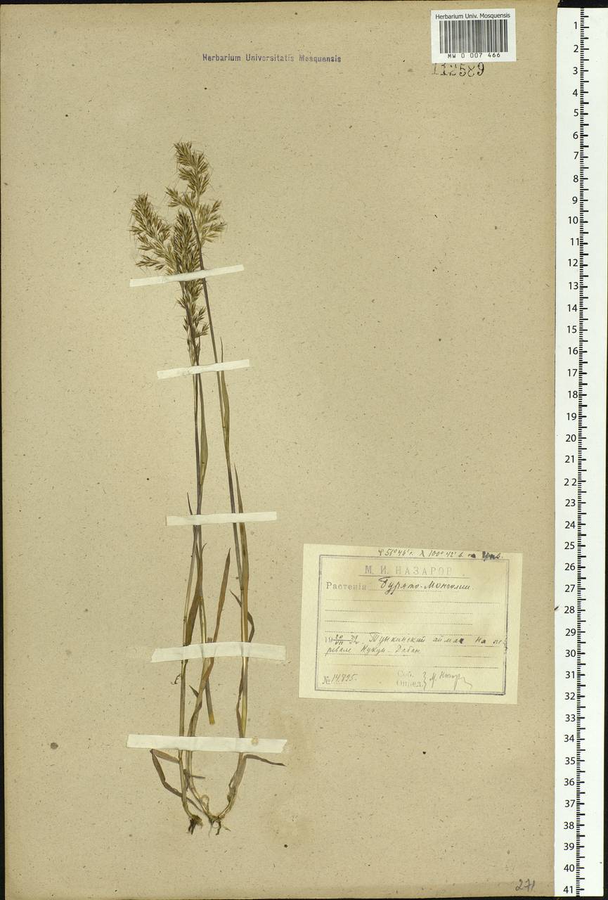 Sibirotrisetum sibiricum (Rupr.) Barberá, Siberia, Baikal & Transbaikal region (S4) (Russia)