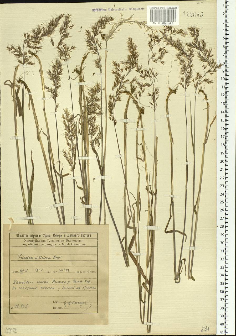 Sibirotrisetum sibiricum (Rupr.) Barberá, Siberia, Baikal & Transbaikal region (S4) (Russia)