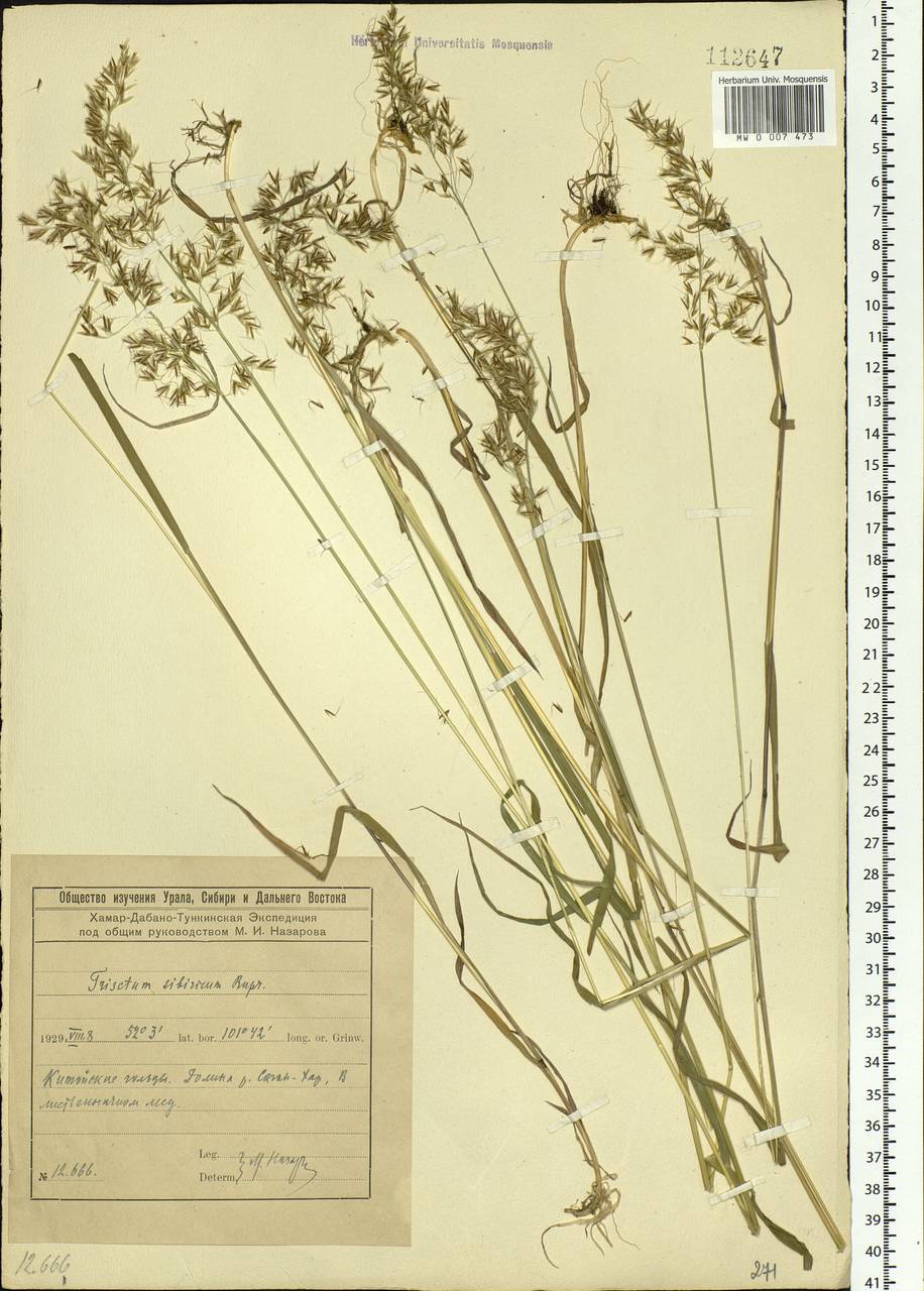 Sibirotrisetum sibiricum (Rupr.) Barberá, Siberia, Baikal & Transbaikal region (S4) (Russia)