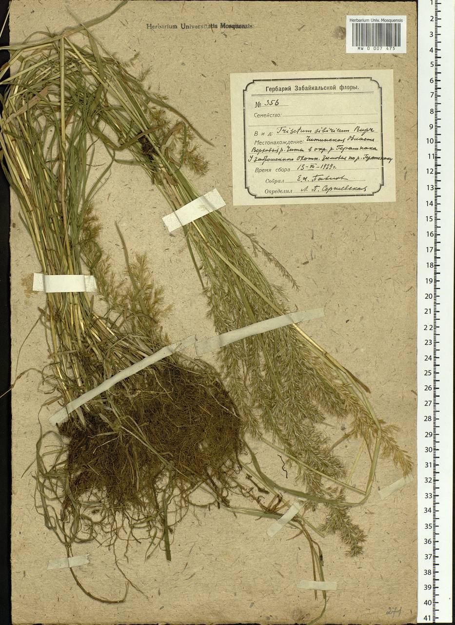 Sibirotrisetum sibiricum (Rupr.) Barberá, Siberia, Baikal & Transbaikal region (S4) (Russia)