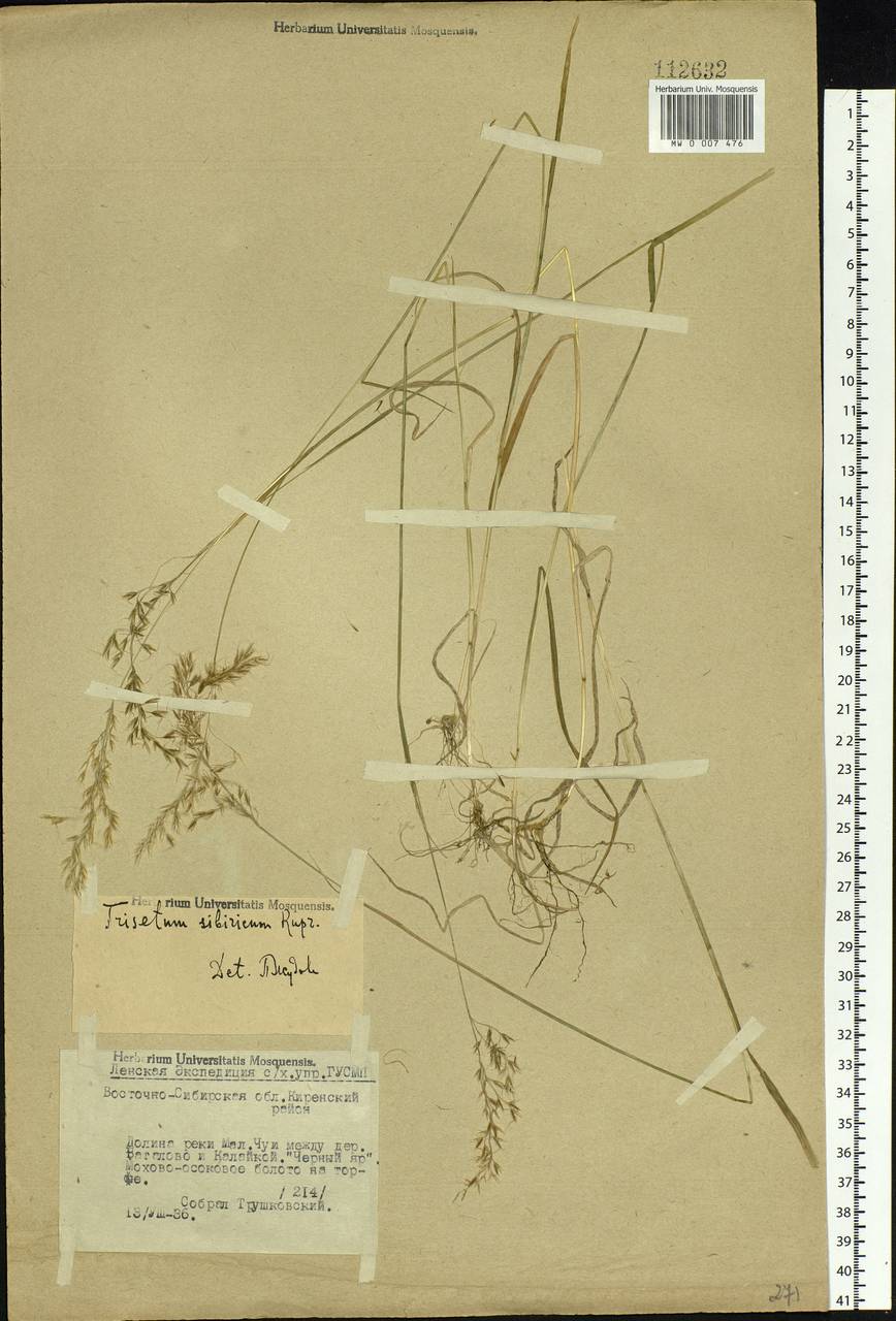 Sibirotrisetum sibiricum (Rupr.) Barberá, Siberia, Baikal & Transbaikal region (S4) (Russia)