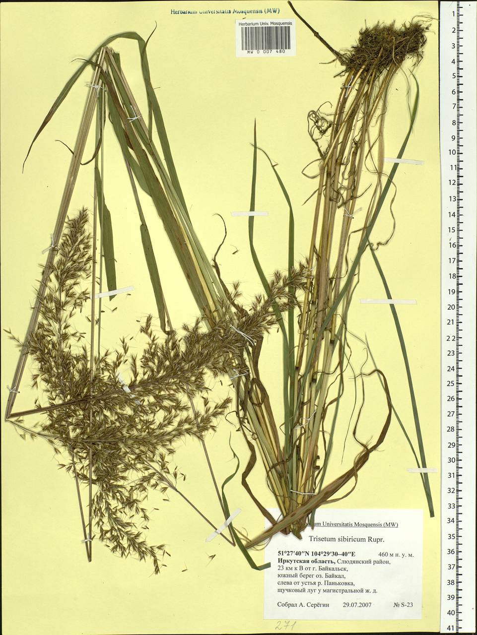 Sibirotrisetum sibiricum (Rupr.) Barberá, Siberia, Baikal & Transbaikal region (S4) (Russia)