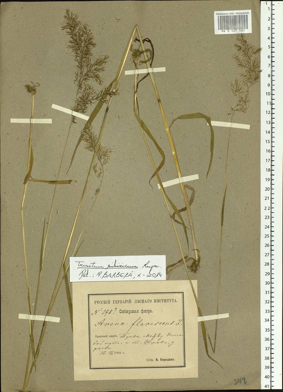 Sibirotrisetum sibiricum (Rupr.) Barberá, Siberia, Baikal & Transbaikal region (S4) (Russia)
