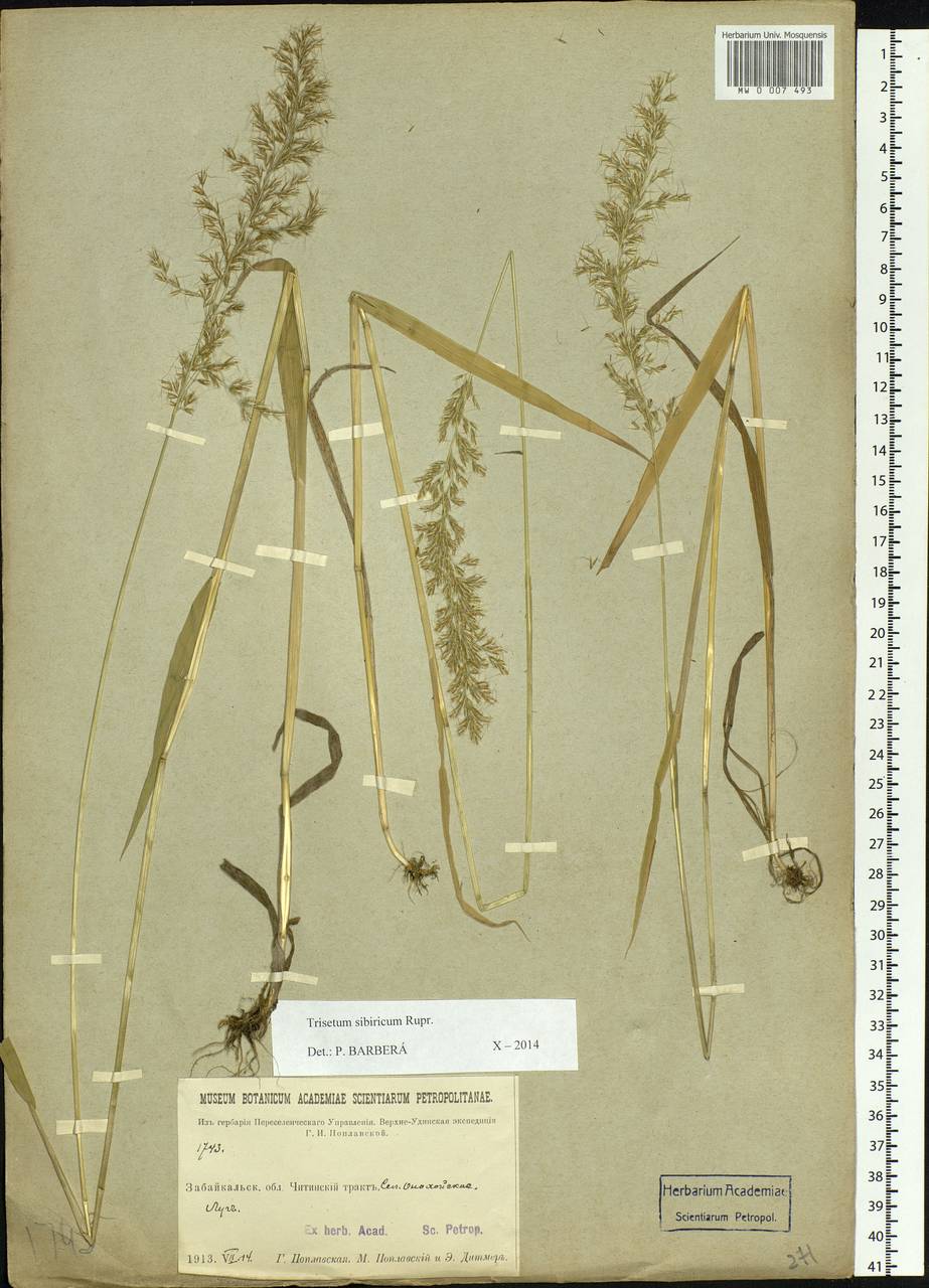 Sibirotrisetum sibiricum (Rupr.) Barberá, Siberia, Baikal & Transbaikal region (S4) (Russia)