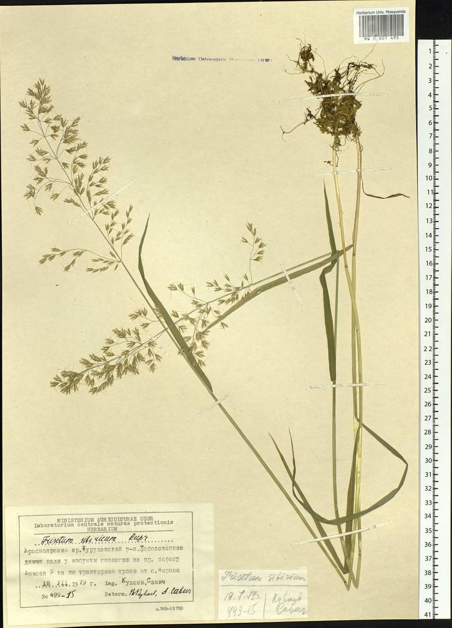 Sibirotrisetum sibiricum (Rupr.) Barberá, Siberia, Central Siberia (S3) (Russia)