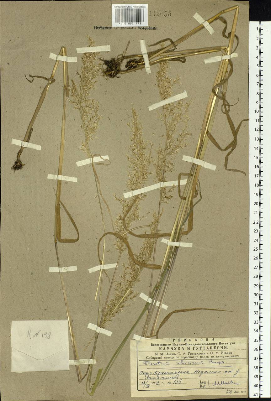 Sibirotrisetum sibiricum (Rupr.) Barberá, Siberia, Central Siberia (S3) (Russia)