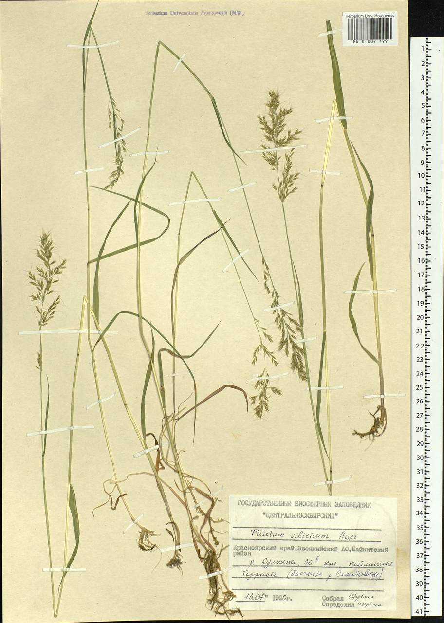 Sibirotrisetum sibiricum (Rupr.) Barberá, Siberia, Central Siberia (S3) (Russia)