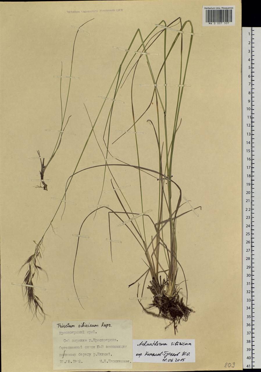 Achnatherum sibiricum (L.) Keng ex Tzvelev, Siberia, Central Siberia (S3) (Russia)