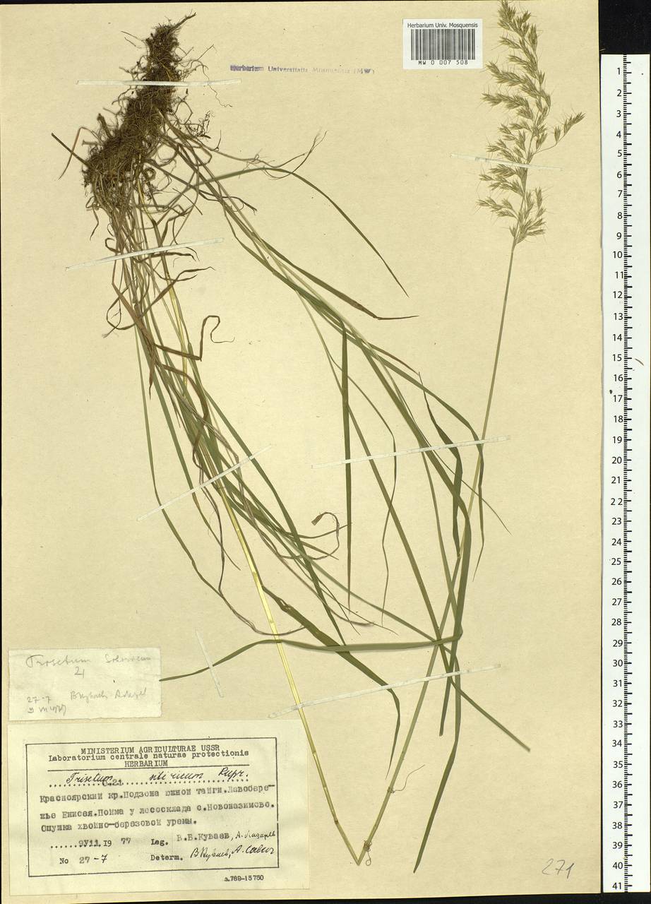 Sibirotrisetum sibiricum (Rupr.) Barberá, Siberia, Central Siberia (S3) (Russia)