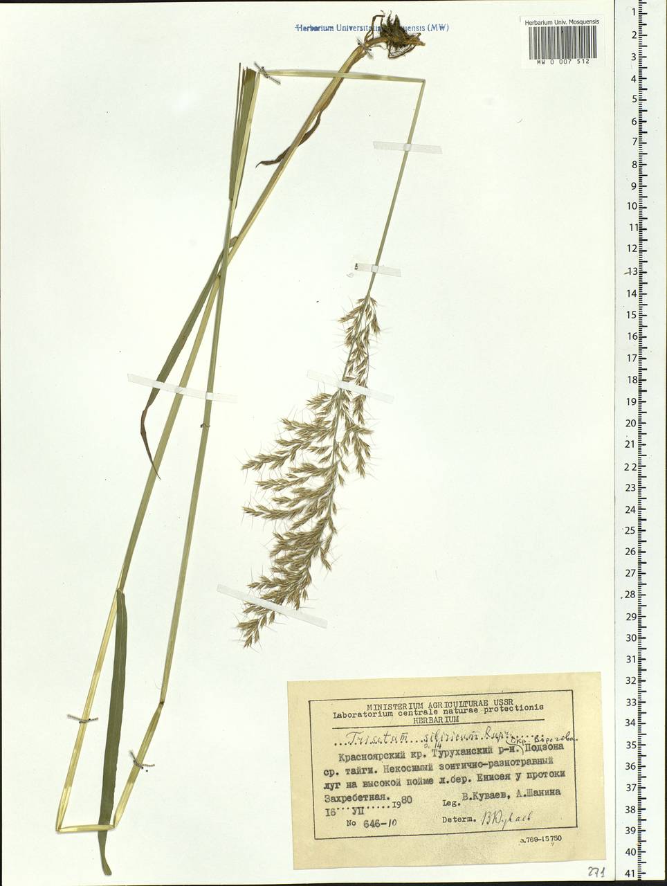 Sibirotrisetum sibiricum (Rupr.) Barberá, Siberia, Central Siberia (S3) (Russia)