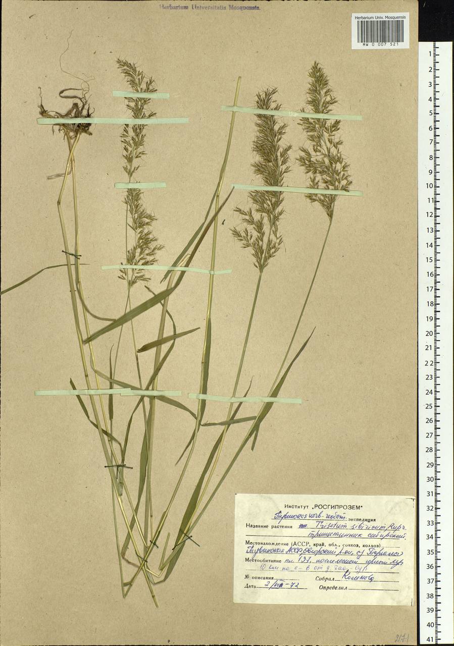 Sibirotrisetum sibiricum (Rupr.) Barberá, Siberia, Altai & Sayany Mountains (S2) (Russia)