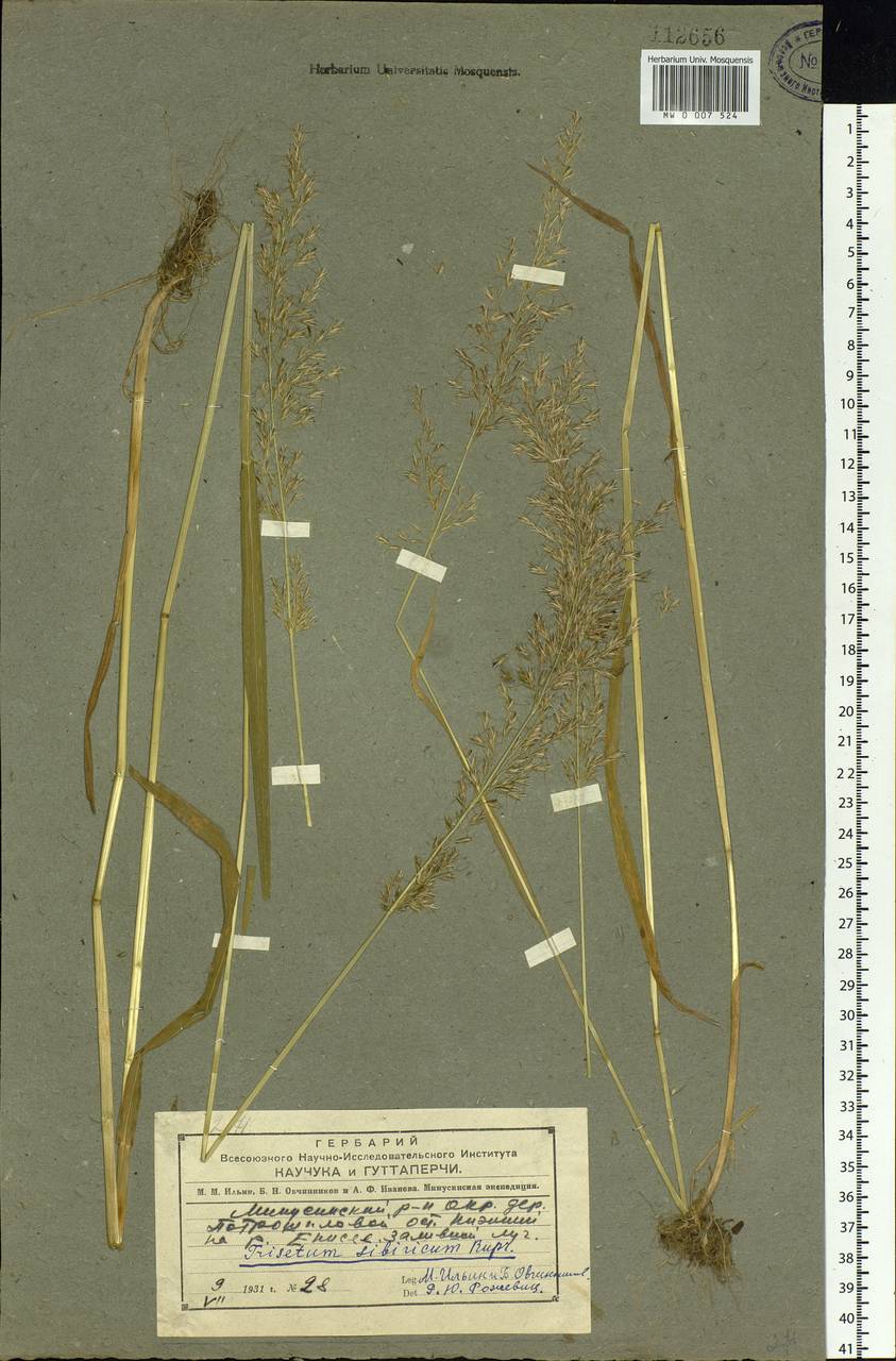 Sibirotrisetum sibiricum (Rupr.) Barberá, Siberia, Altai & Sayany Mountains (S2) (Russia)