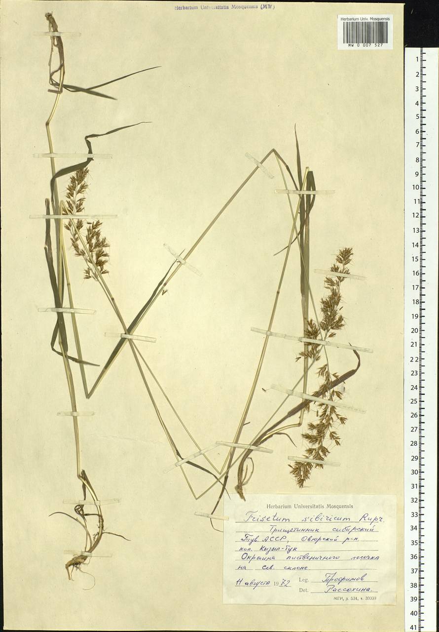 Sibirotrisetum sibiricum (Rupr.) Barberá, Siberia, Altai & Sayany Mountains (S2) (Russia)