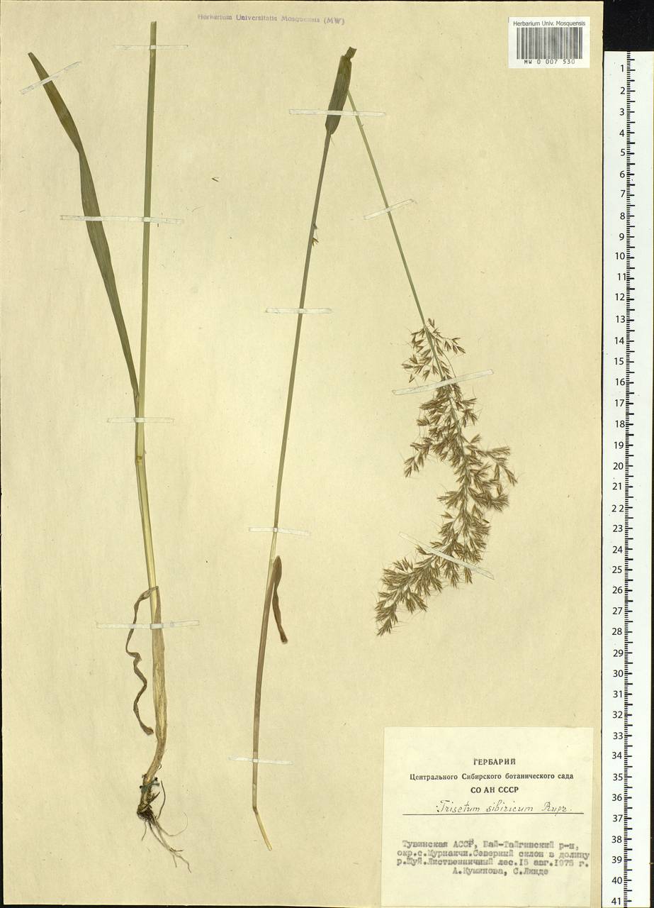 Sibirotrisetum sibiricum (Rupr.) Barberá, Siberia, Altai & Sayany Mountains (S2) (Russia)