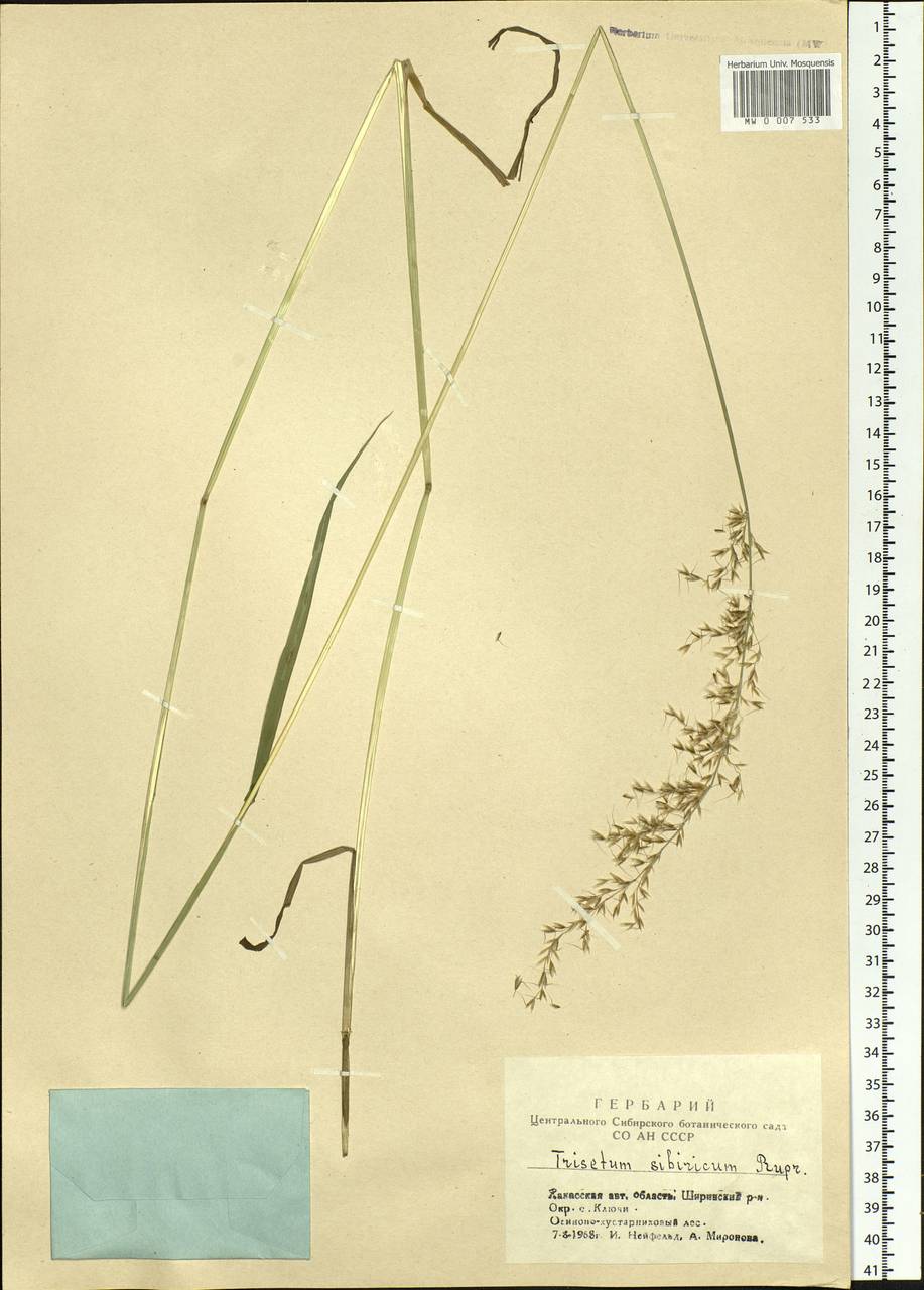 Sibirotrisetum sibiricum (Rupr.) Barberá, Siberia, Altai & Sayany Mountains (S2) (Russia)