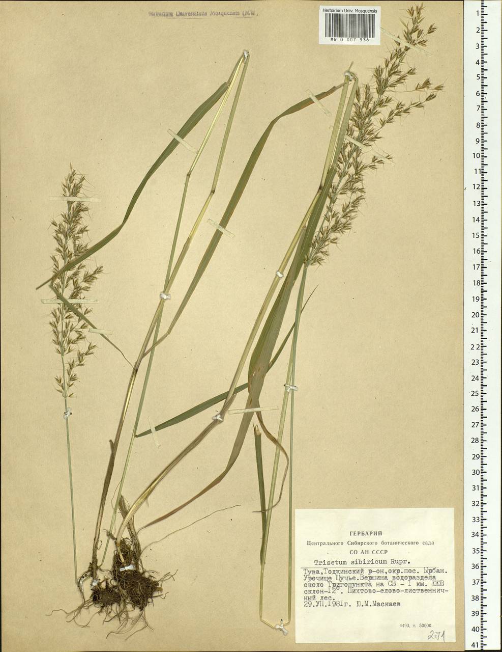 Sibirotrisetum sibiricum (Rupr.) Barberá, Siberia, Altai & Sayany Mountains (S2) (Russia)