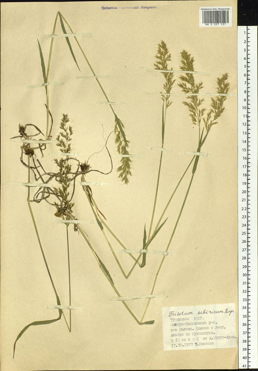 Sibirotrisetum sibiricum (Rupr.) Barberá, Siberia, Altai & Sayany Mountains (S2) (Russia)