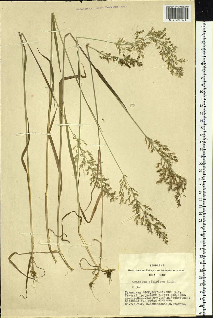Sibirotrisetum sibiricum (Rupr.) Barberá, Siberia, Altai & Sayany Mountains (S2) (Russia)