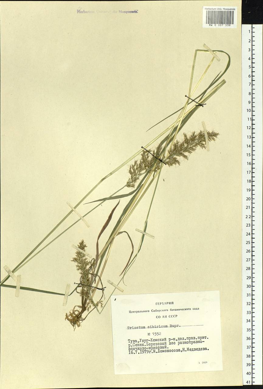 Sibirotrisetum sibiricum (Rupr.) Barberá, Siberia, Altai & Sayany Mountains (S2) (Russia)