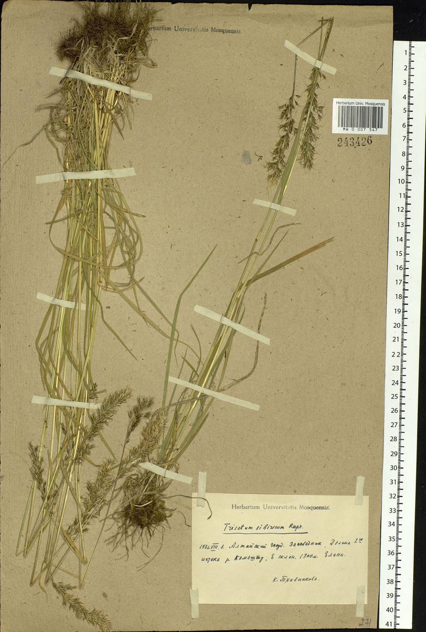 Sibirotrisetum sibiricum (Rupr.) Barberá, Siberia, Altai & Sayany Mountains (S2) (Russia)