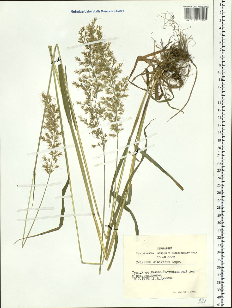 Sibirotrisetum sibiricum (Rupr.) Barberá, Siberia, Altai & Sayany Mountains (S2) (Russia)