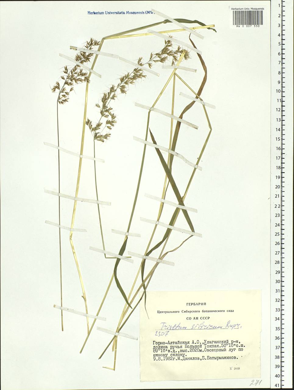 Sibirotrisetum sibiricum (Rupr.) Barberá, Siberia, Altai & Sayany Mountains (S2) (Russia)