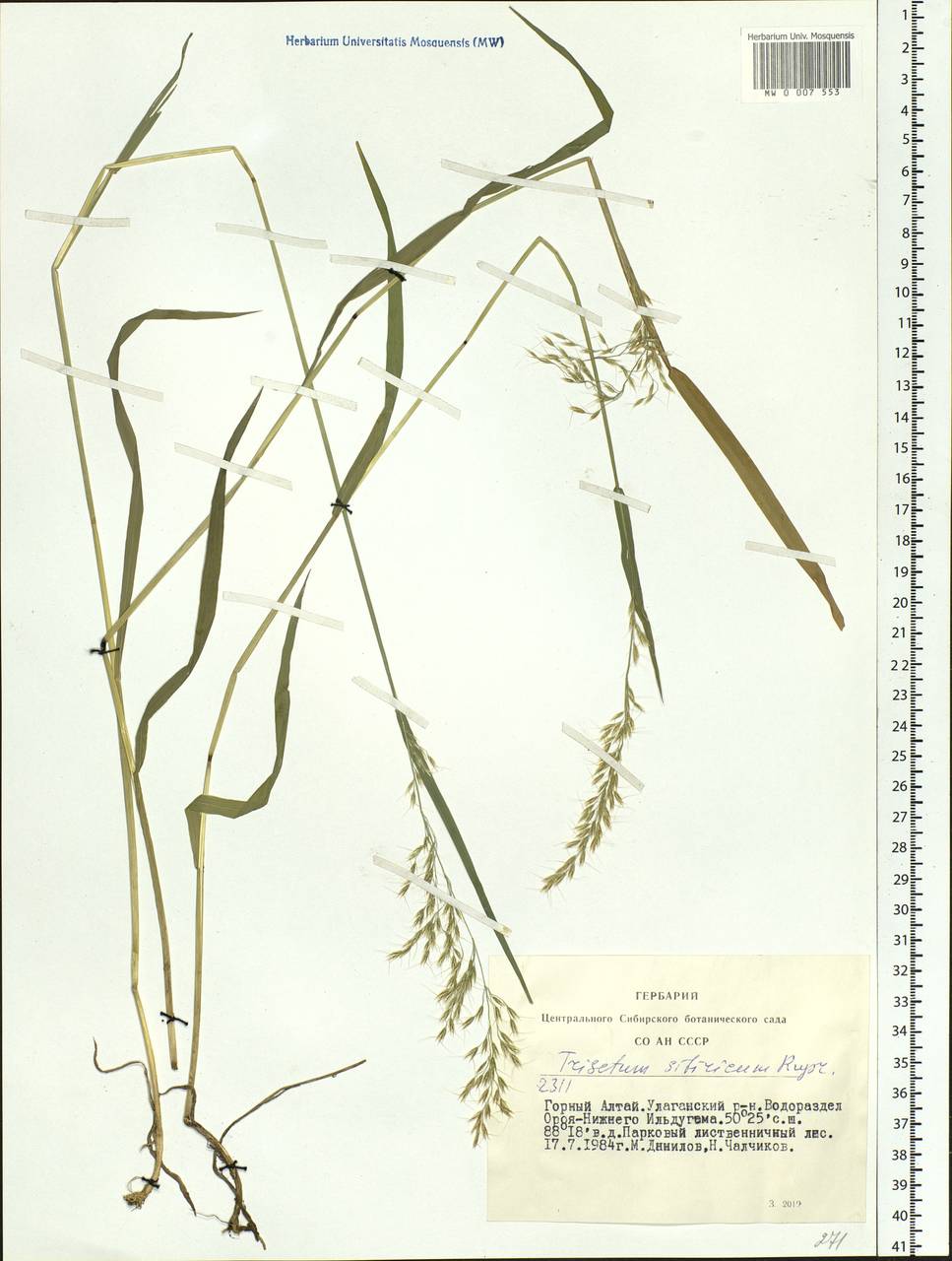 Sibirotrisetum sibiricum (Rupr.) Barberá, Siberia, Altai & Sayany Mountains (S2) (Russia)